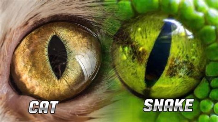 Why are snake eyes slitted?