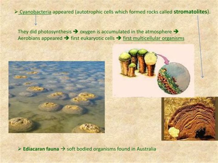 Why are soft bodied organisms rarely fossilised?