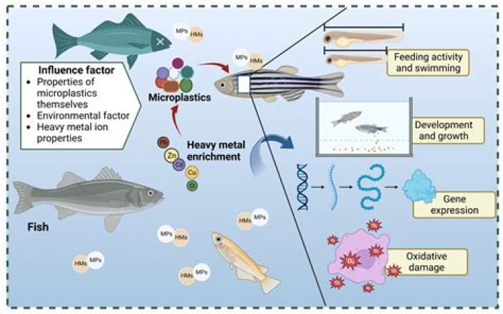 Why are sticklebacks a model organism?
