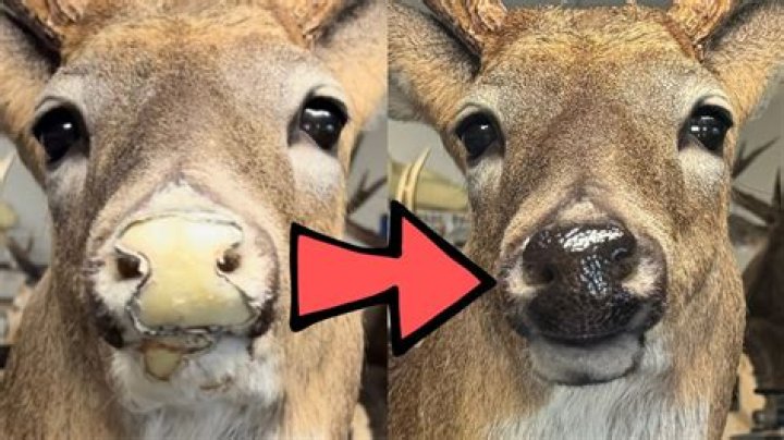 Why are taxidermist important?