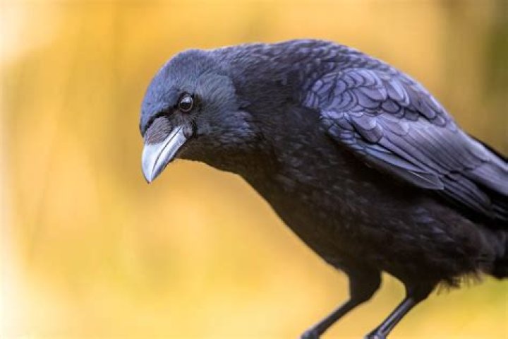 Why are there a bunch of crows cawing?