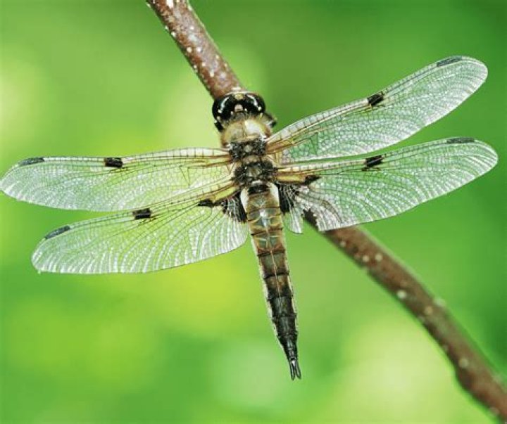 Why are there so many dragonflies?