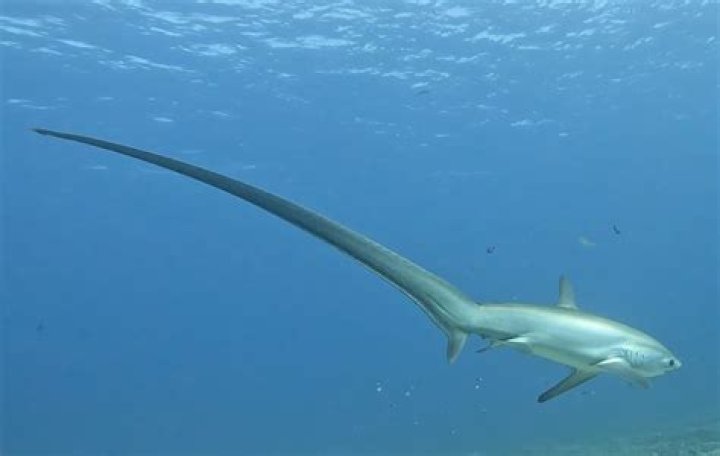 Why are thresher sharks endangered?