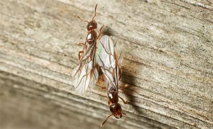 Why are winged ants in my house?