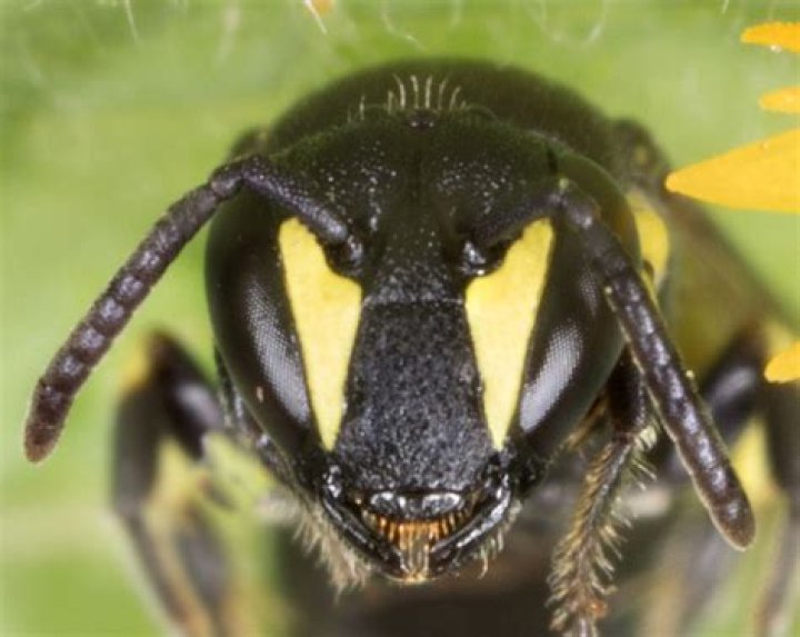 Why are yellow faced bees endangered?