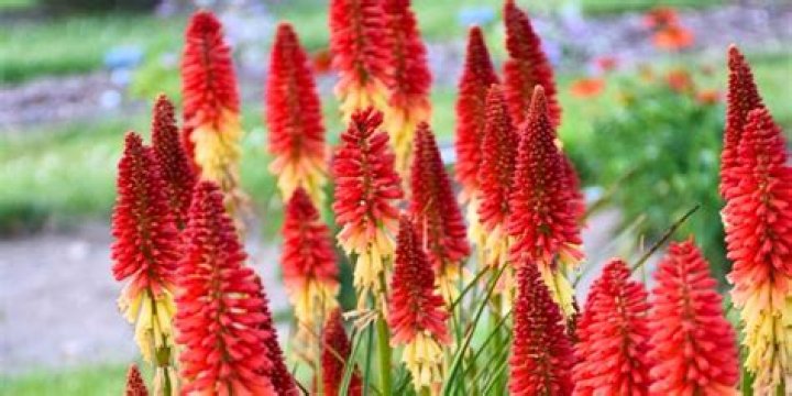 Why aren't my red hot pokers flowering?