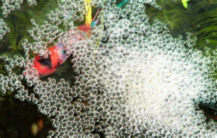 Why bettas blow bubbles?