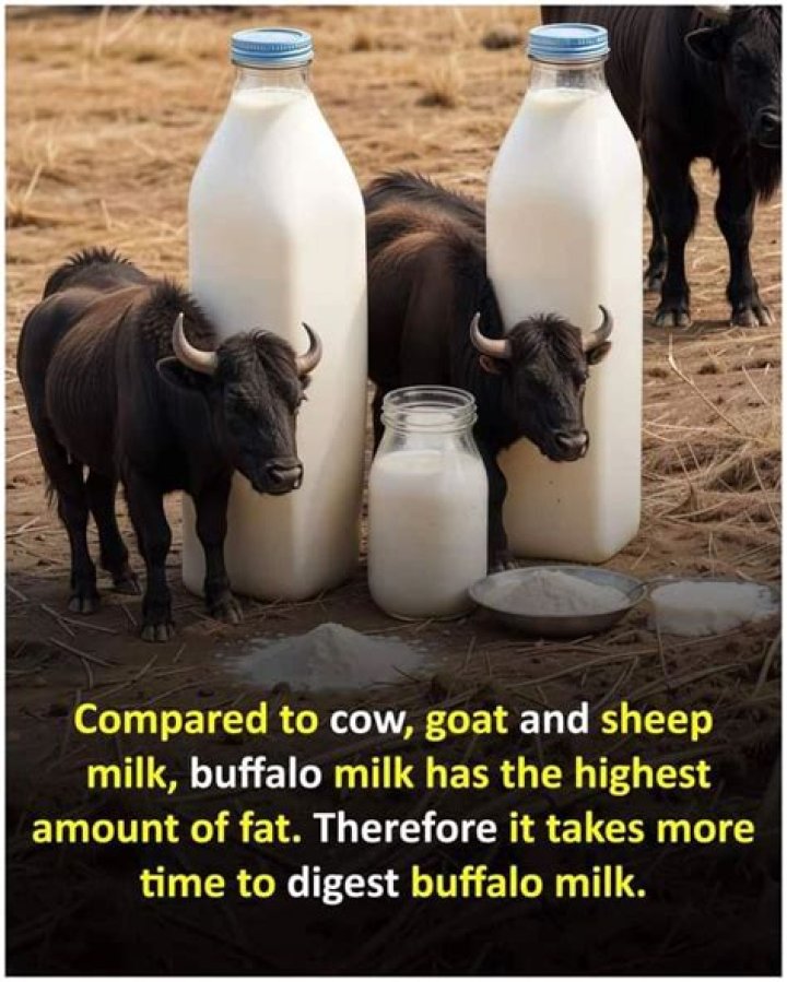 Why buffalo milk is better than cow?