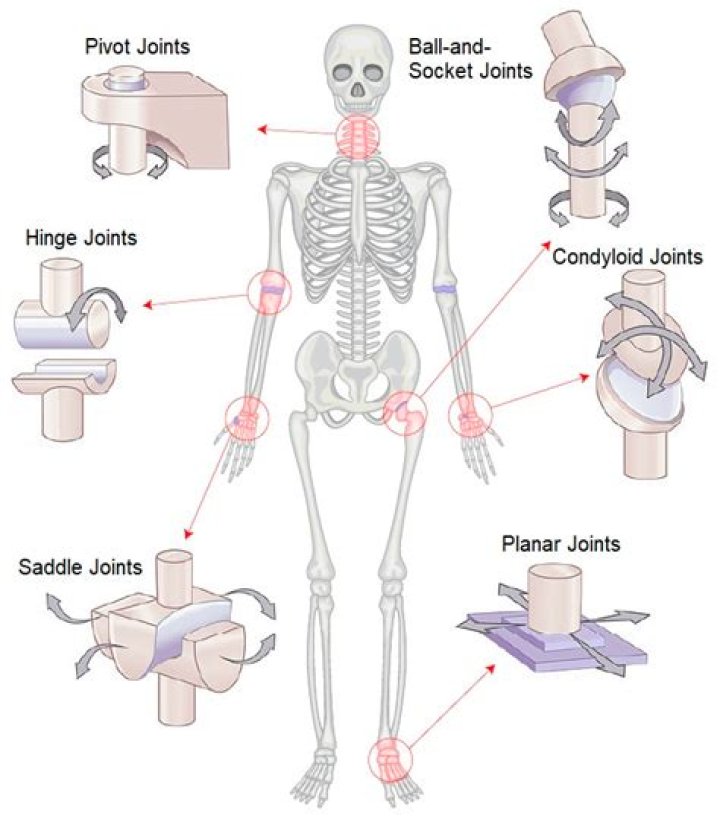 Why bursae are necessary to synovial joints?