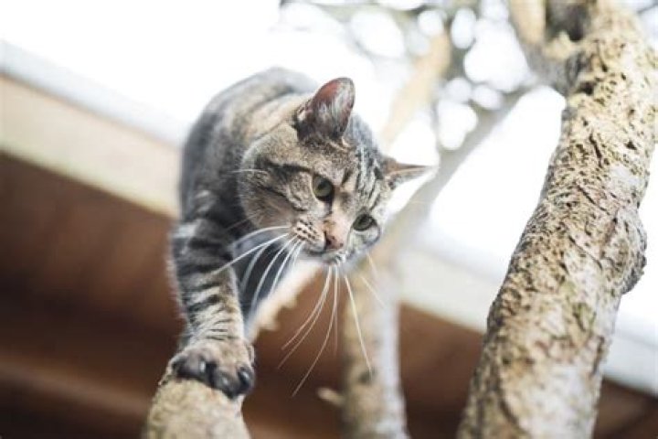 Why can cats climb up trees but not down?
