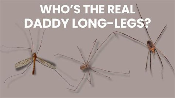 Why can't granddaddy long legs bite?