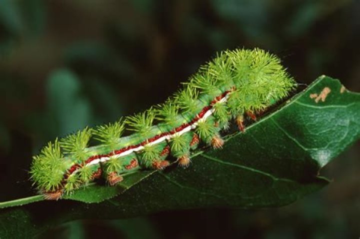 Why caterpillar is itchy?