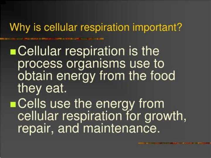 Why cellular respiration is important?