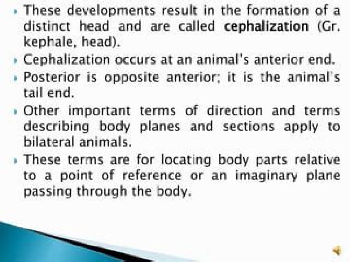 Why cephalization was important?