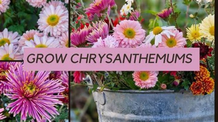 Why chrysanthemums for mother's day?