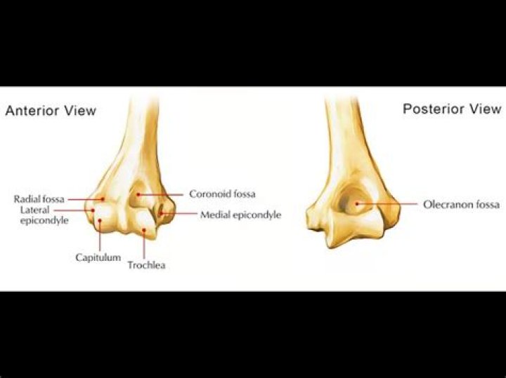 Why coronoid fossa of humerus?
