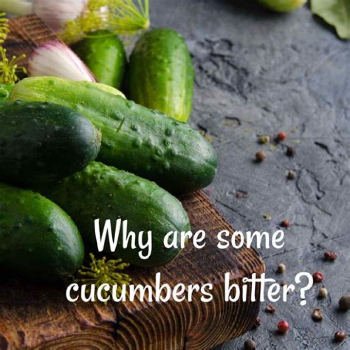 Why cucumber is bitter?