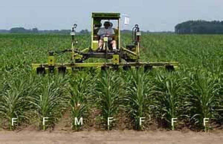 Why cut tassels off corn?