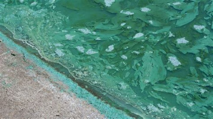 Why cyanobacteria is blue green algae?
