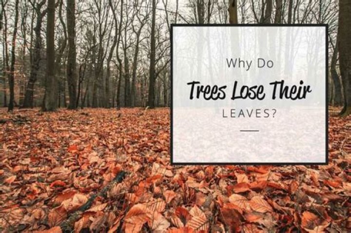 Why deciduous trees lose leaves?