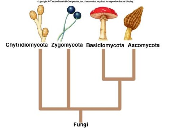 Why deuteromycota are known as imperfect fungi?