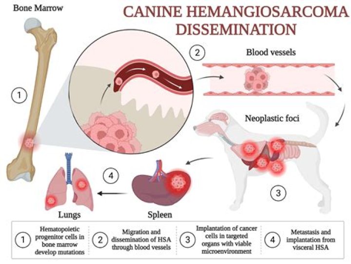 Why did my dog get hemangiosarcoma?