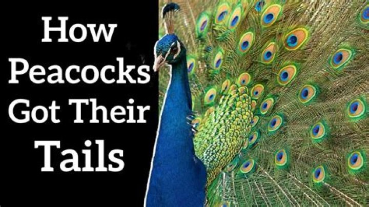 Why did my peacock die?