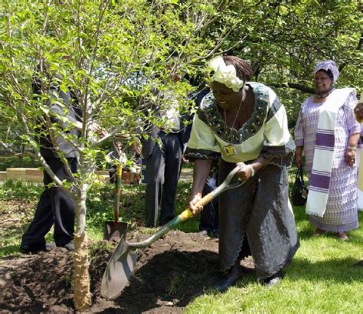 Why did wangari maathai plant trees?