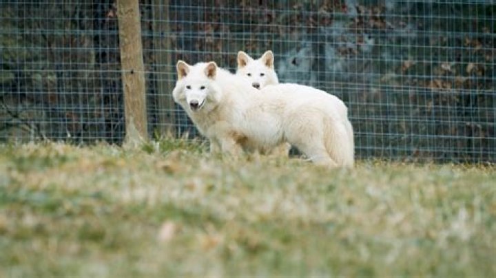 Why did worf accept discommendation?