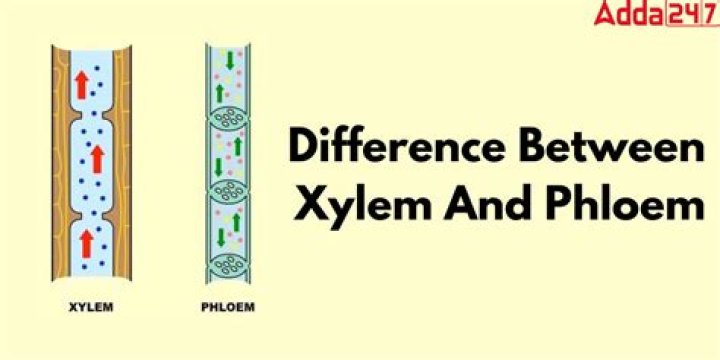 Why difference between xylem and phloem?