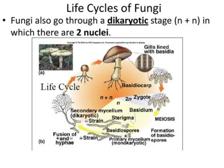 Why dikaryotic phase is found in fungi?