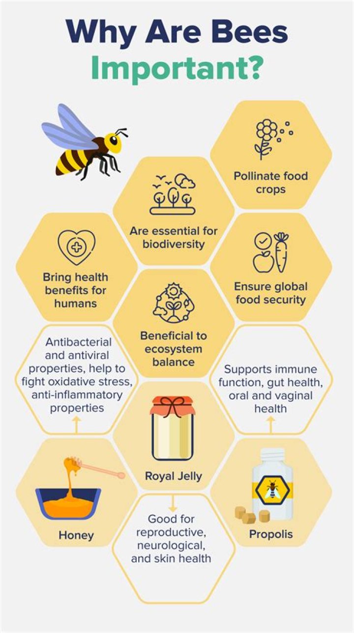 Why diol is important?