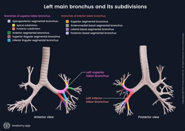 Why do bronchioles not have cartilage?