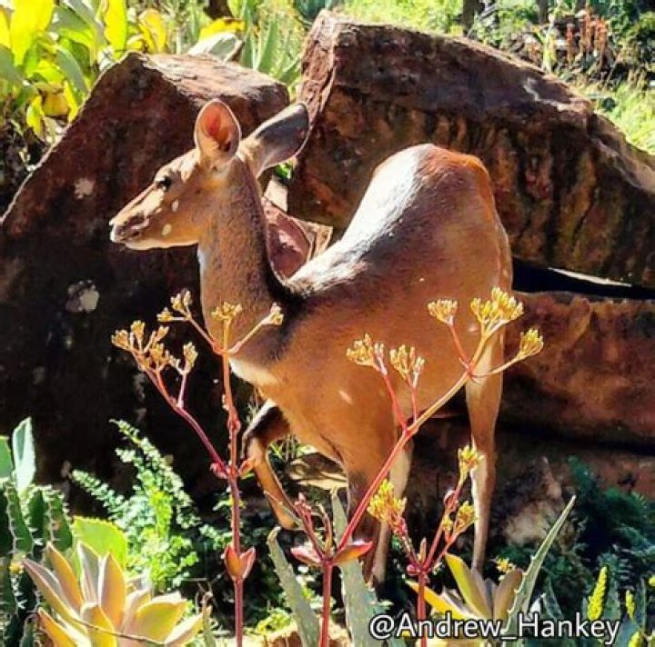 Why do bushbuck bark?
