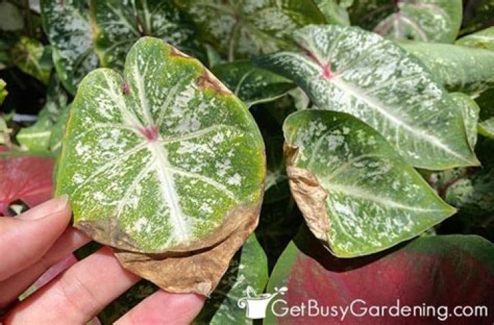 Why do caladium leaves turn brown?