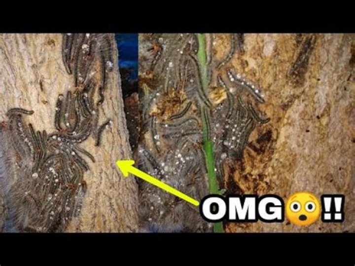 Why do caterpillars grouped together on a tree?