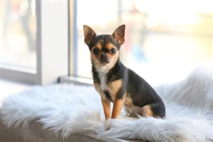 Why do chihuahuas shake so much?