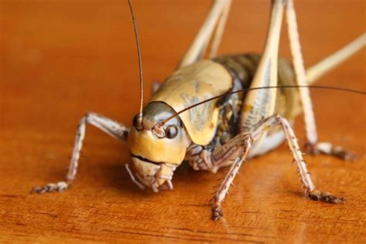 Why do crickets croak?