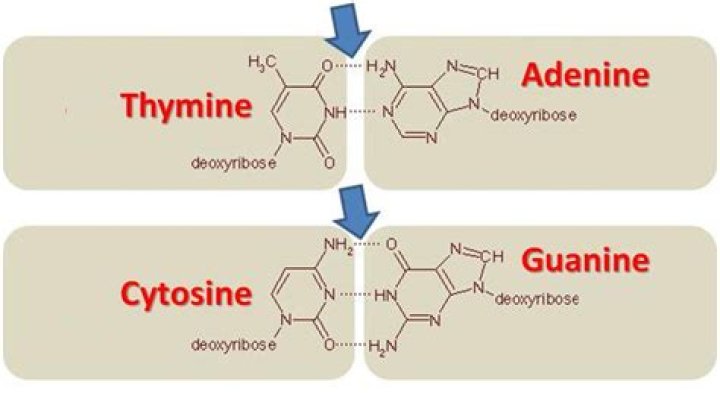 Why do cytosine and guanine go together?