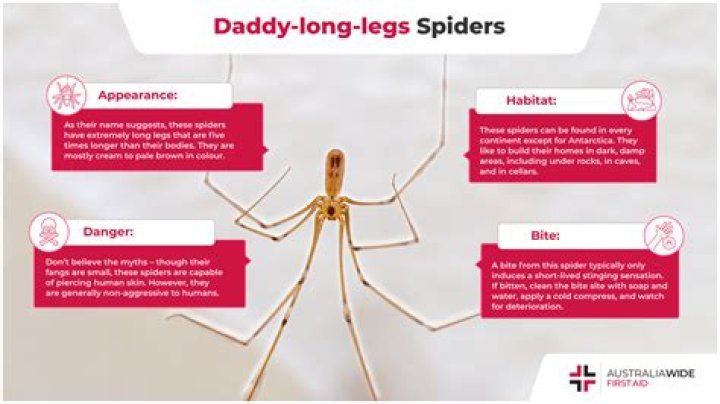 Why do daddy long legs shake?