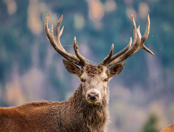 Why do deer lose hair?