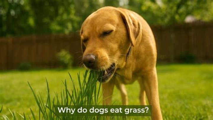 Why do dogs eat nut grass?