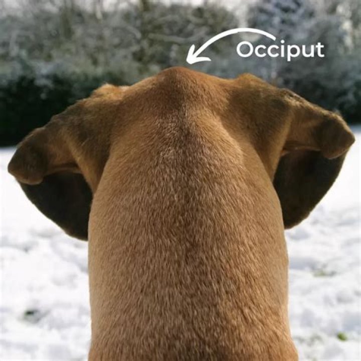 Why do dogs have a snout?