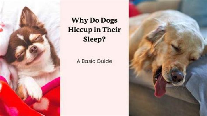 Why do dogs hiccup?