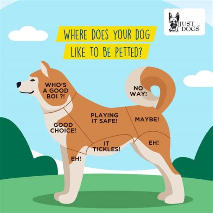Why do dogs like sitting on you?