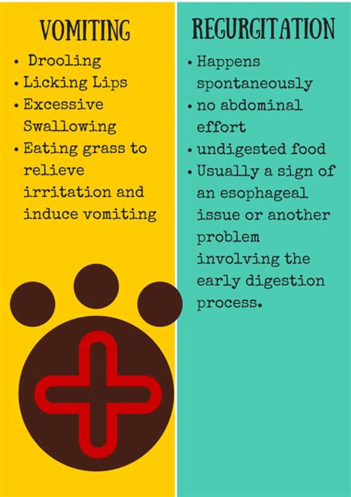 Why do dogs regurgitate?