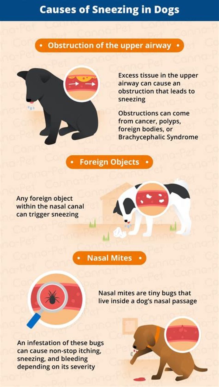 Why do dogs reverse sneeze?