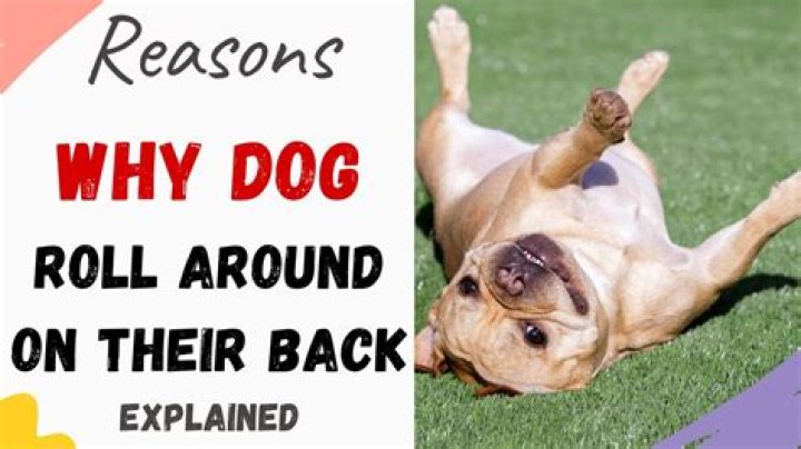 Why do dogs roll over when in trouble?