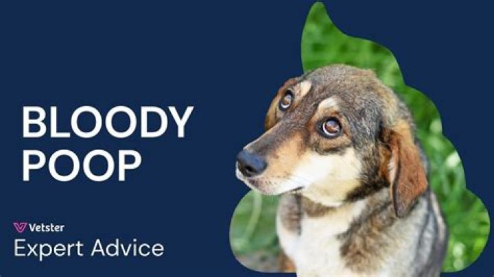 Why do dogs wee on lampposts?