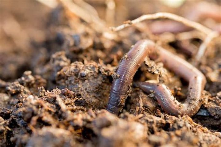 Why do earthworms come out at night?